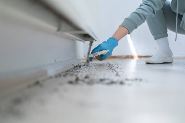 Best Flea Control Services  in Presquille, LA
